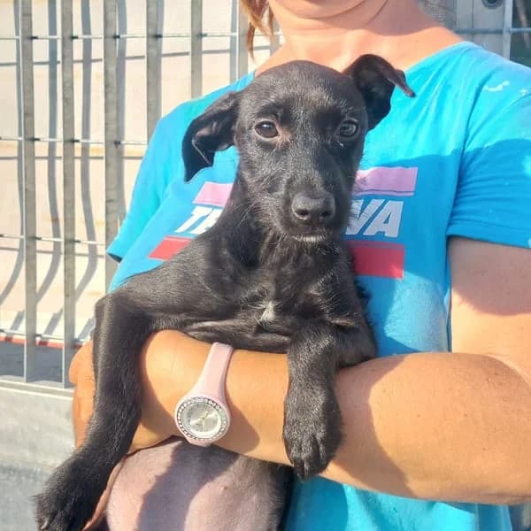 Mizia, female Mixed Breed for adoption at Tierschutzverein Furbys FellFreunde, Bornheim