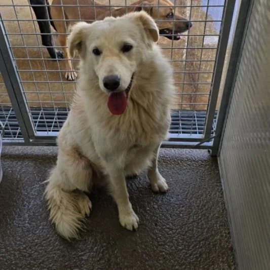 Speank, male Mixed Breed for adoption at Tierschutzverein Furbys FellFreunde, Bornheim