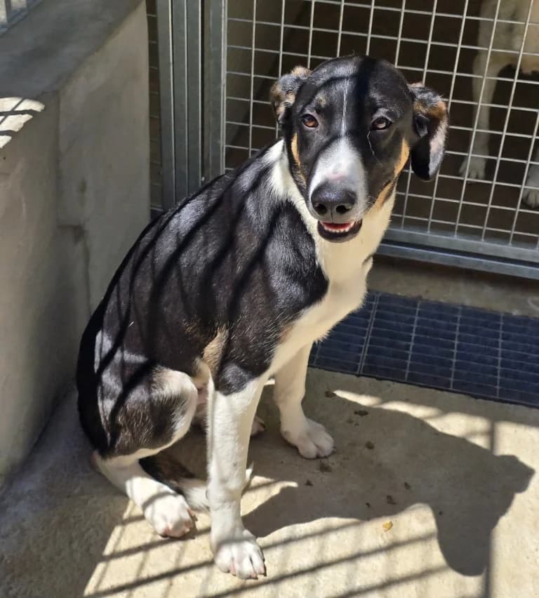 Shiloh, male Border Collie for adoption at Tierschutzverein Furbys FellFreunde, Bornheim