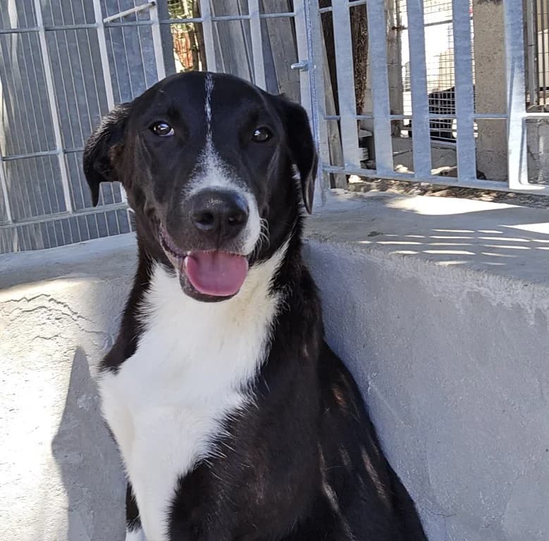 Sunday, female Border Collie for adoption at Tierschutzverein Furbys FellFreunde, Bornheim