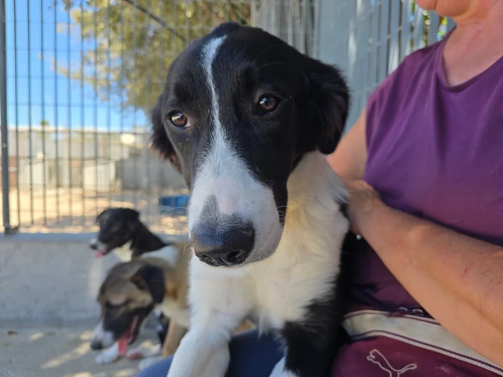 Seb, female Border Collie for adoption at Tierschutzverein Furbys FellFreunde, Bornheim