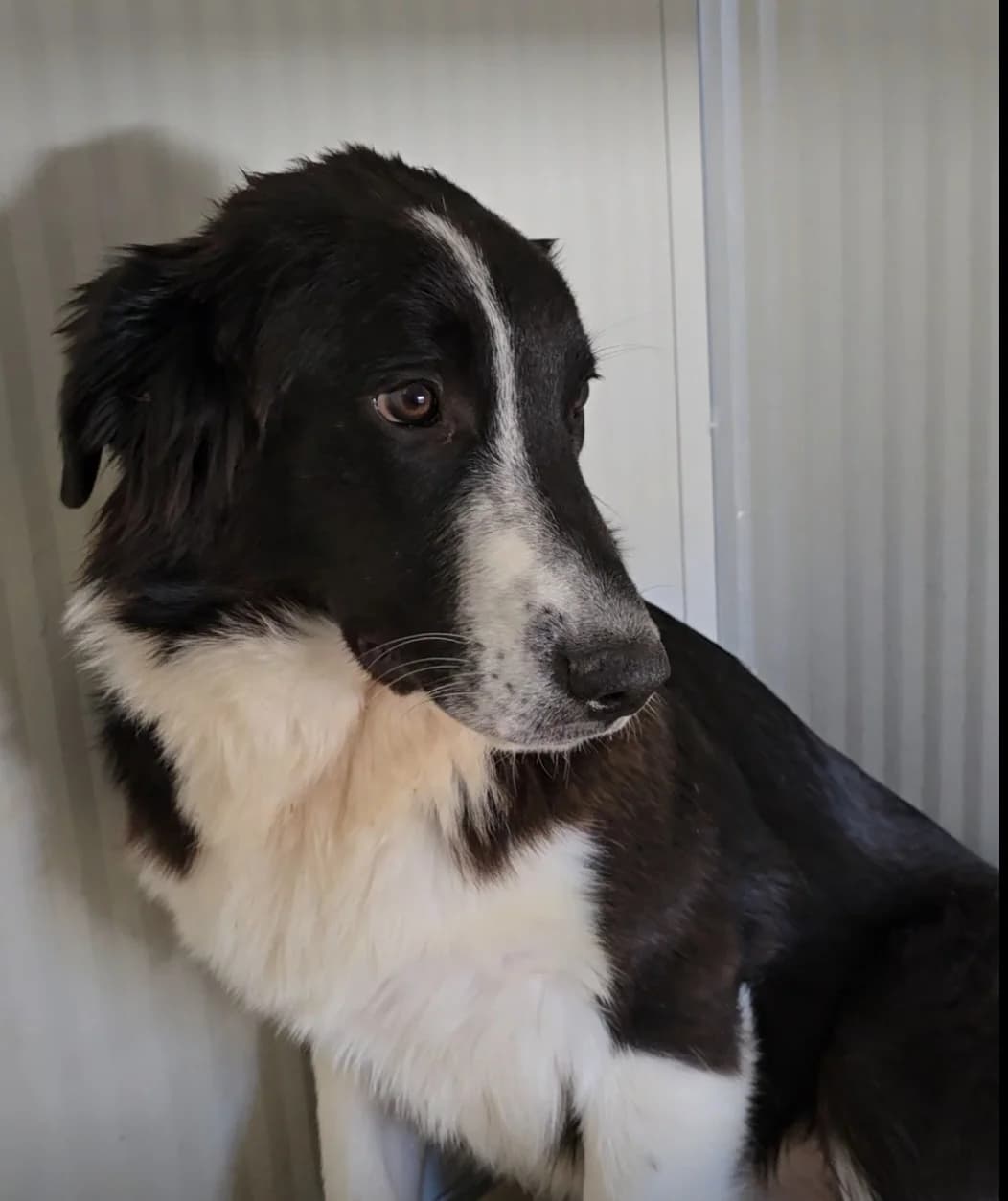 Saturday, female Border Collie for adoption at Tierschutzverein Furbys FellFreunde, Bornheim