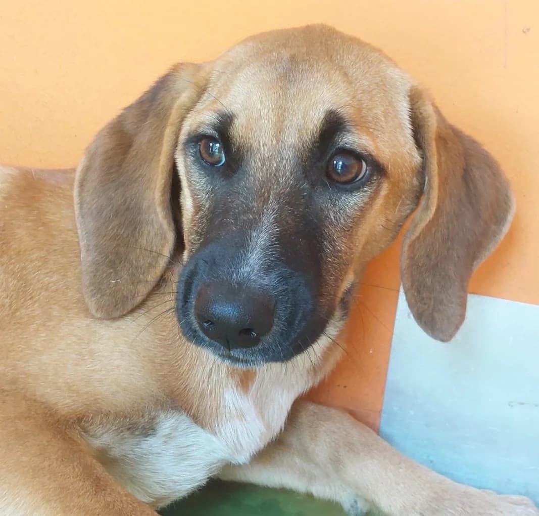 Caterina, female Mixed Breed for adoption at Tierschutzverein Furbys FellFreunde, Bornheim
