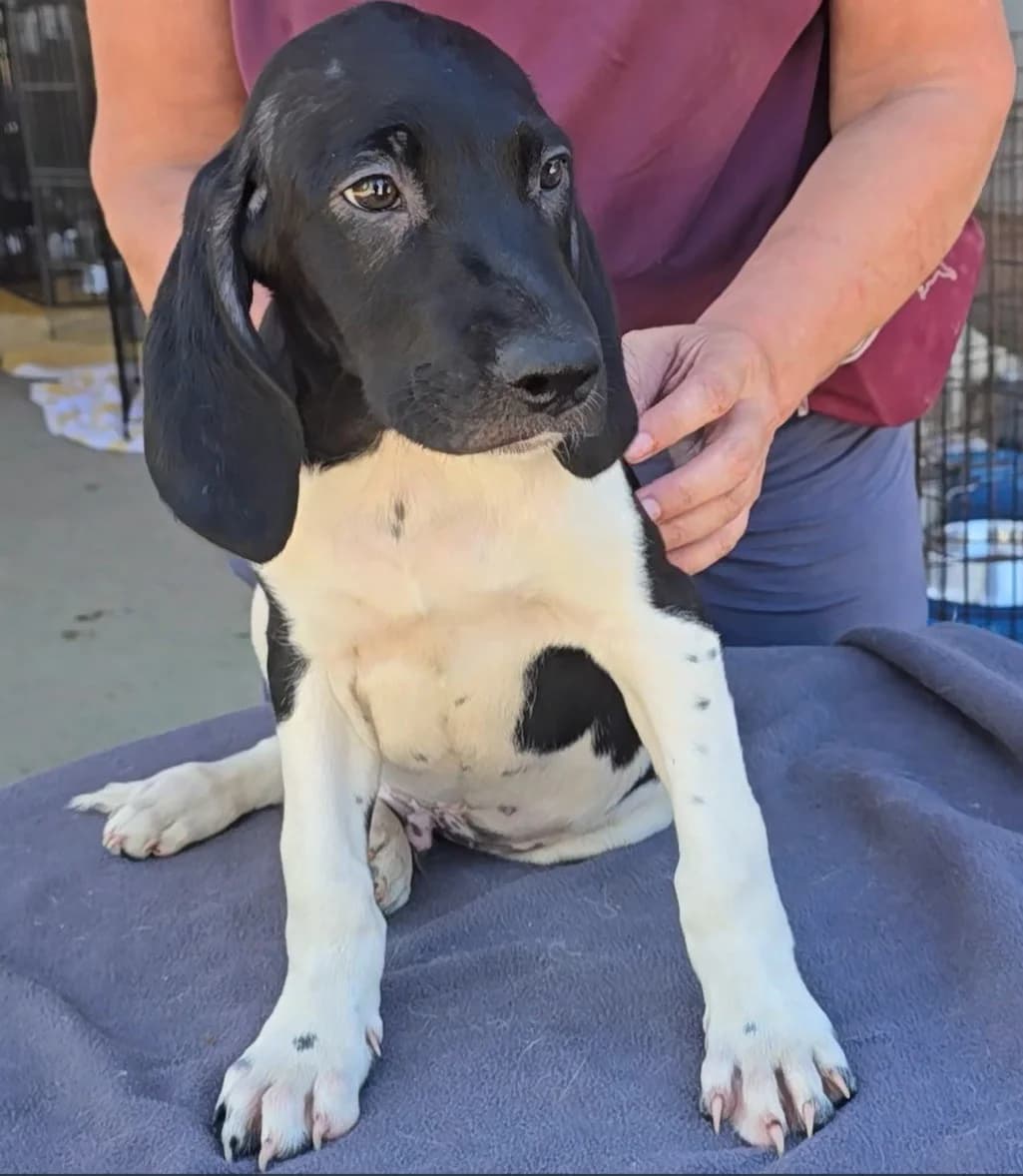 Ganimede, male puppy Mixed Breed for adoption at Tierschutzverein Furbys FellFreunde, Bornheim