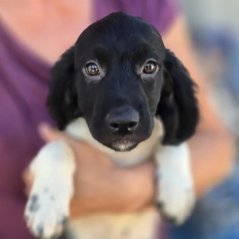 Giuseppino, male puppy Mixed Breed for adoption at Tierschutzverein Furbys FellFreunde, Bornheim
