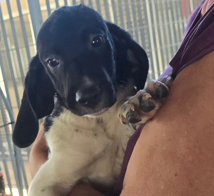 Gandolfo, male puppy Mixed Breed for adoption at Tierschutzverein Furbys FellFreunde, Bornheim