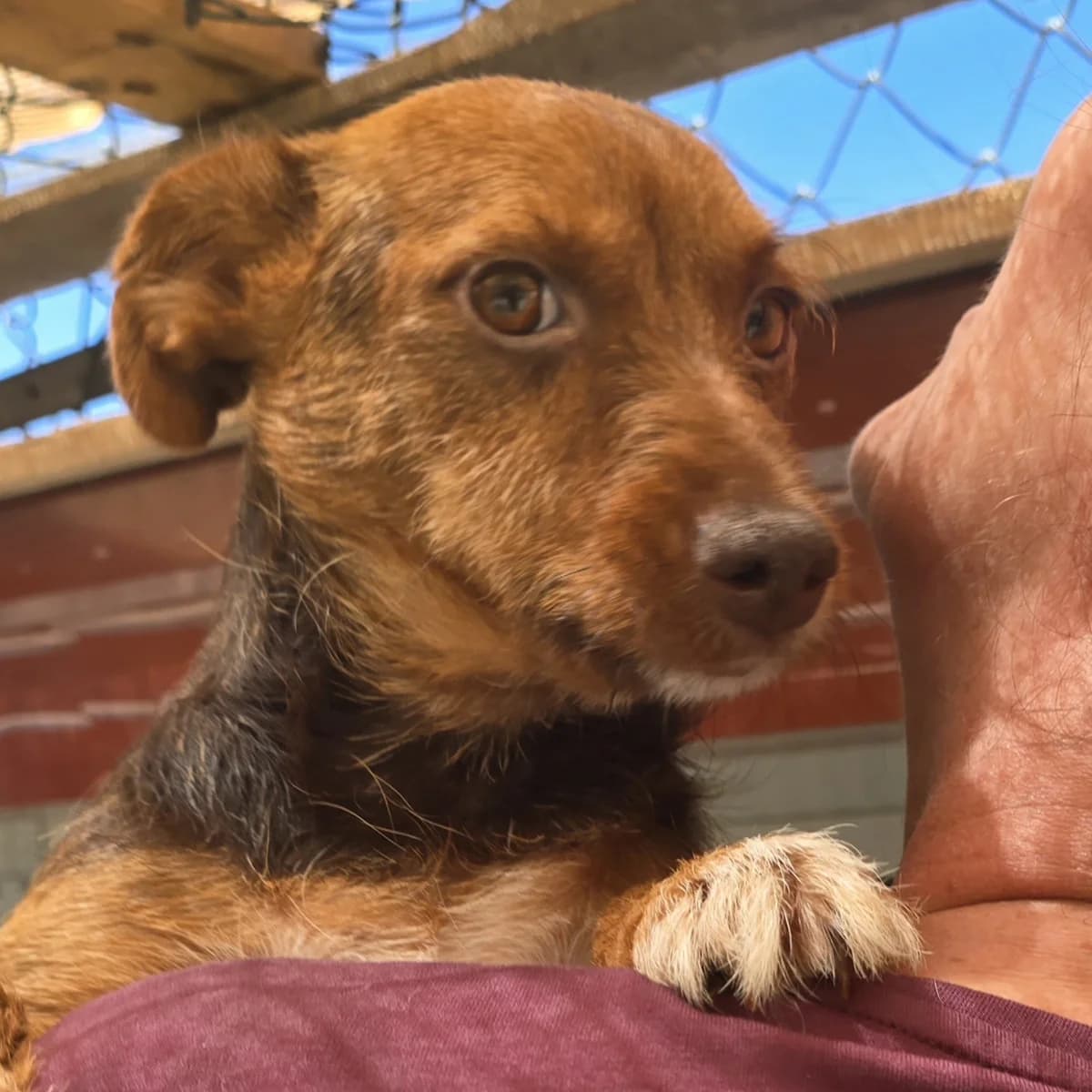 Pimpinella, female puppy Dachshund for adoption at Tierschutzverein Furbys FellFreunde, Bornheim