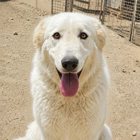 Kito, male Mixed Breed for adoption at Tierschutzverein Furbys FellFreunde, Bornheim