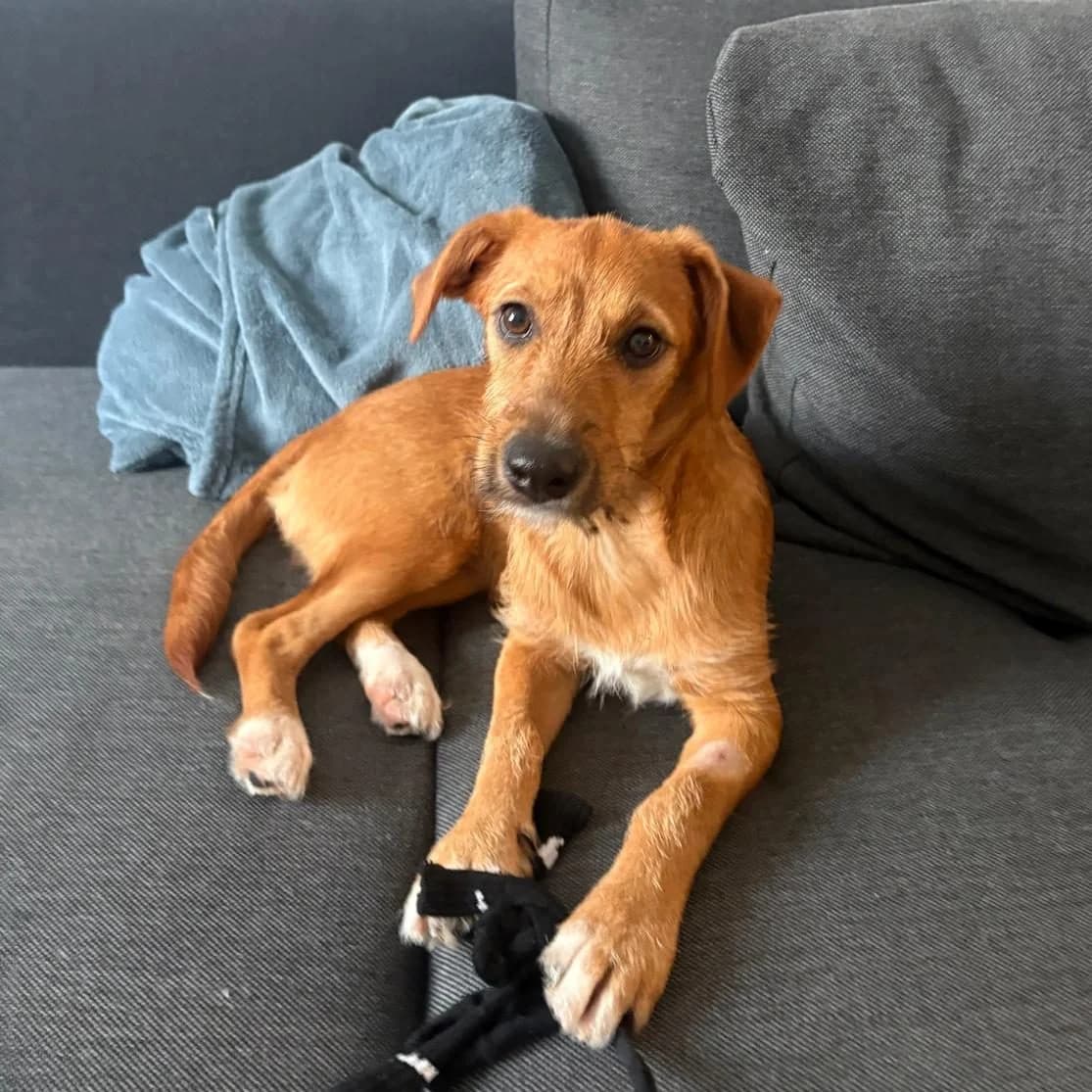 Pashmina, female puppy Dachshund for adoption at Tierschutzverein Furbys FellFreunde, Bornheim