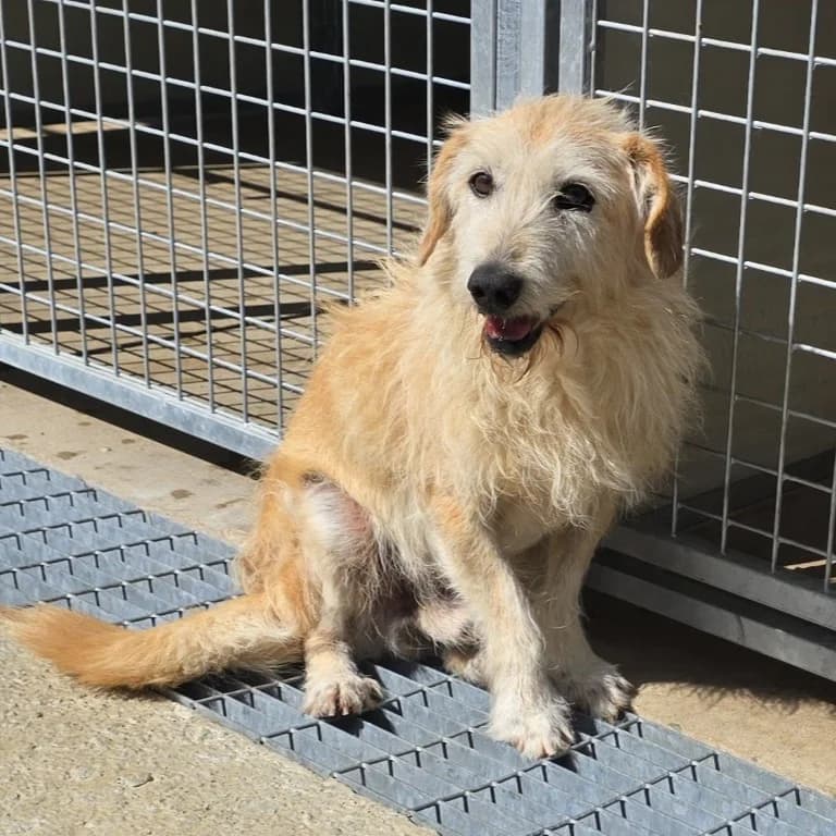 Selvatico, male senior Mixed Breed for adoption at Tierschutzverein Furbys FellFreunde, Bornheim