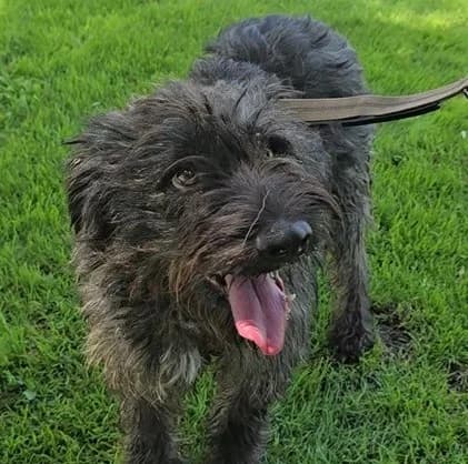 Leroy, male Mixed Breed for adoption at Tierschutzverein Furbys FellFreunde, Bornheim