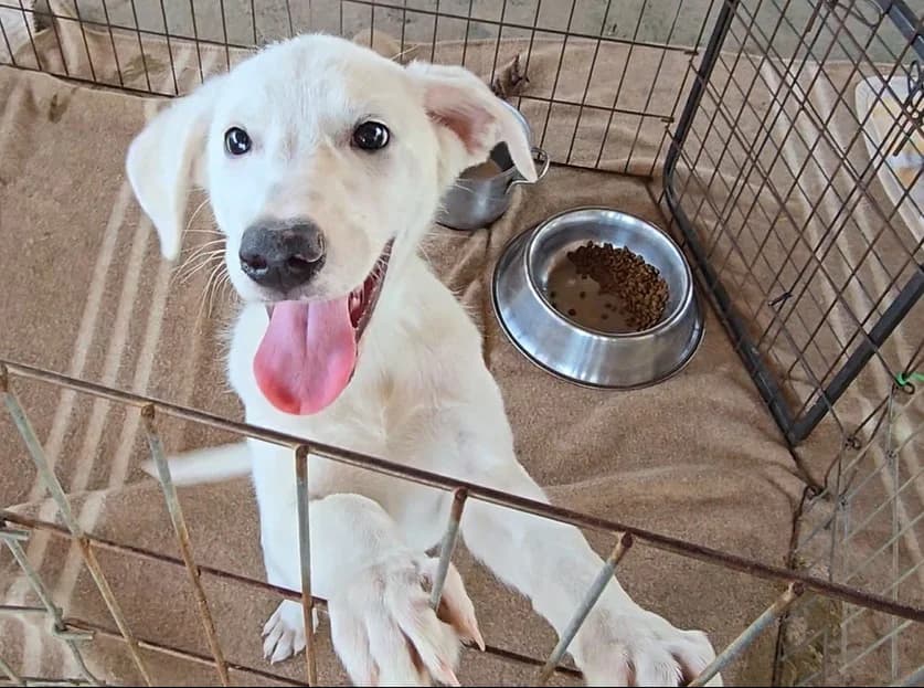 Fluk, male puppy Labrador Retriever for adoption at Tierschutzverein Furbys FellFreunde, Bornheim