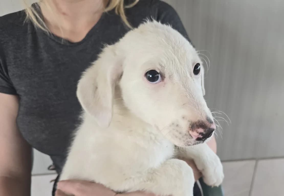 Fiametta, female puppy Labrador Retriever for adoption at Tierschutzverein Furbys FellFreunde, Bornheim