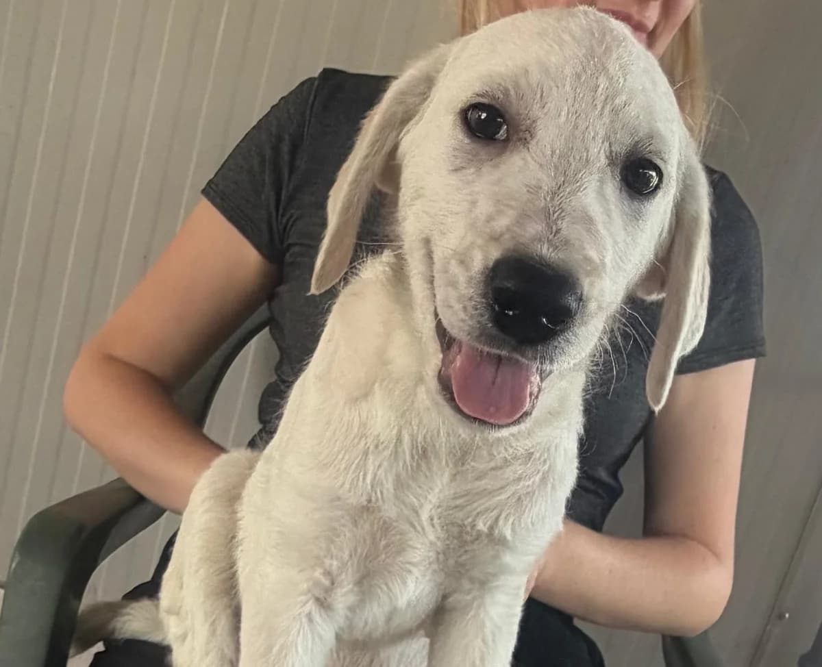 Flori, male puppy Labrador Retriever for adoption at Tierschutzverein Furbys FellFreunde, Bornheim