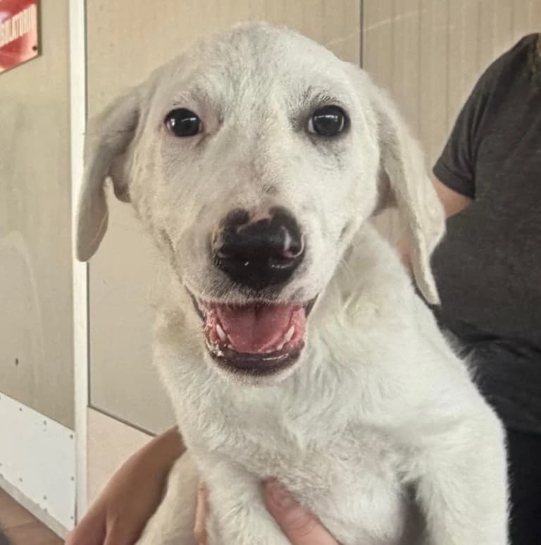 Firenze, male puppy Labrador Retriever for adoption at Tierschutzverein Furbys FellFreunde, Bornheim