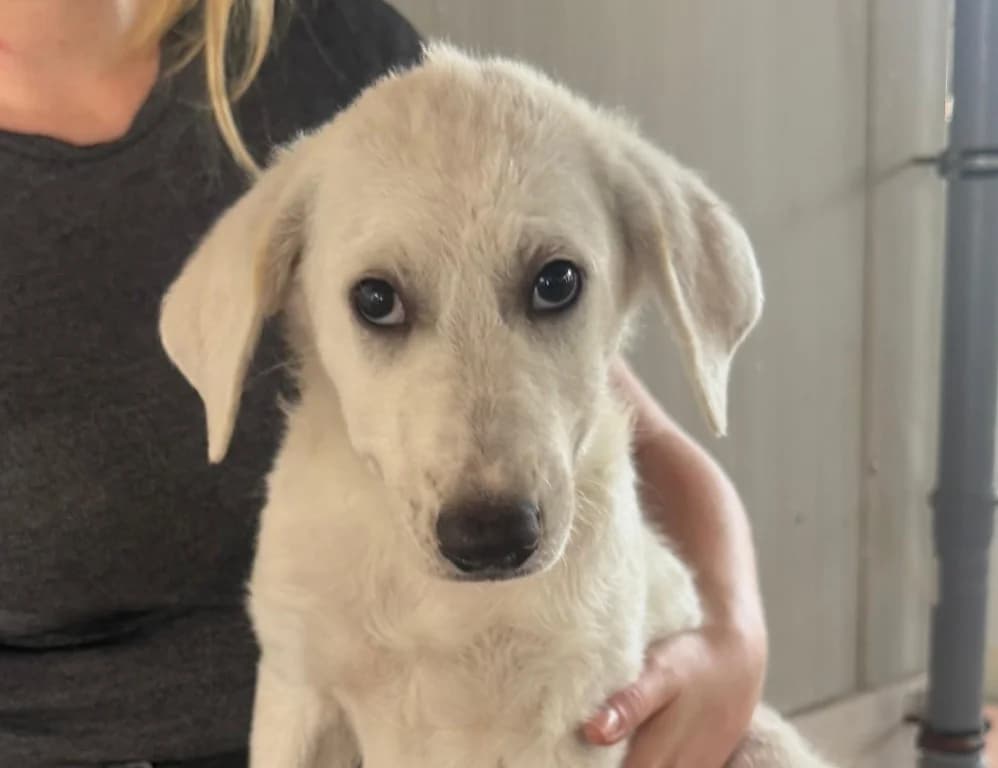 Flamingo, male puppy Labrador Retriever for adoption at Tierschutzverein Furbys FellFreunde, Bornheim