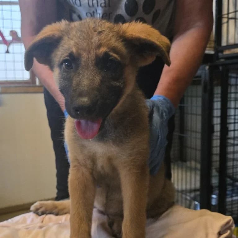 Alice, female puppy German Shepherd for adoption at Tierschutzverein Furbys FellFreunde, Bornheim