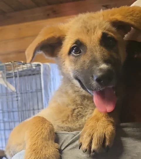 Helen, weiß female puppy German Shepherd for adoption at Tierschutzverein Furbys FellFreunde, Bornheim