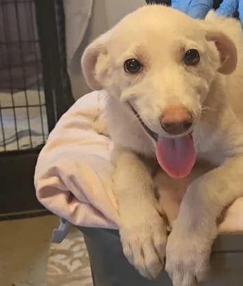 Foggia, female puppy Labrador Retriever for adoption at Tierschutzverein Furbys FellFreunde, Bornheim