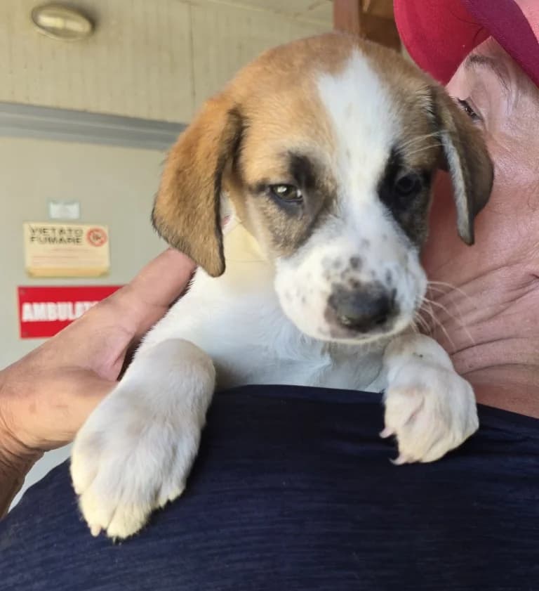 Stefania, female puppy Mixed Breed for adoption at Tierschutzverein Furbys FellFreunde, Bornheim
