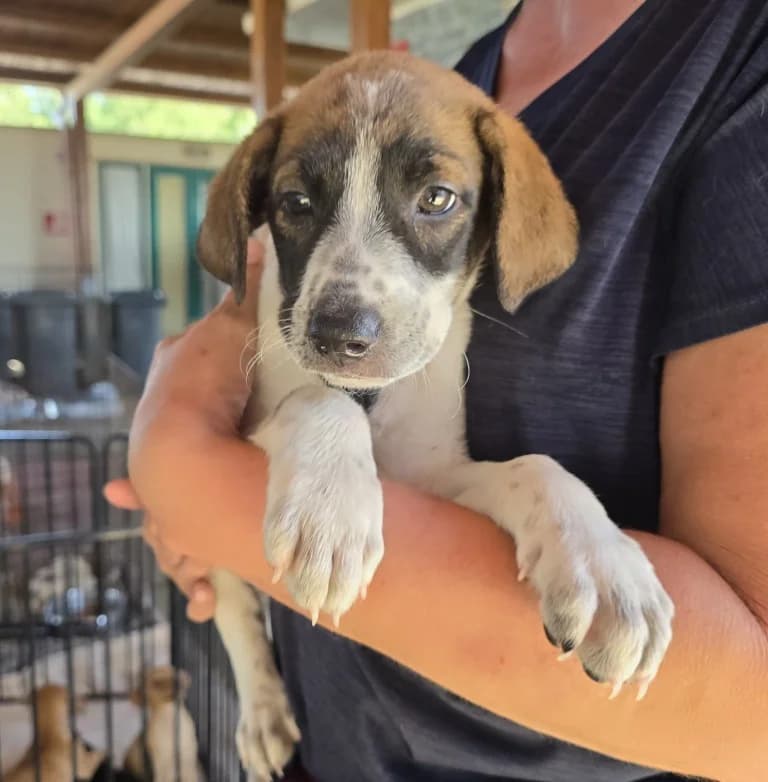 Steven, male puppy Mixed Breed for adoption at Tierschutzverein Furbys FellFreunde, Bornheim