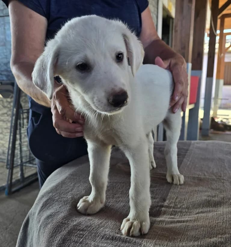 Stefanino, weiร male puppy Mixed Breed for adoption at Tierschutzverein Furbys FellFreunde, Bornheim