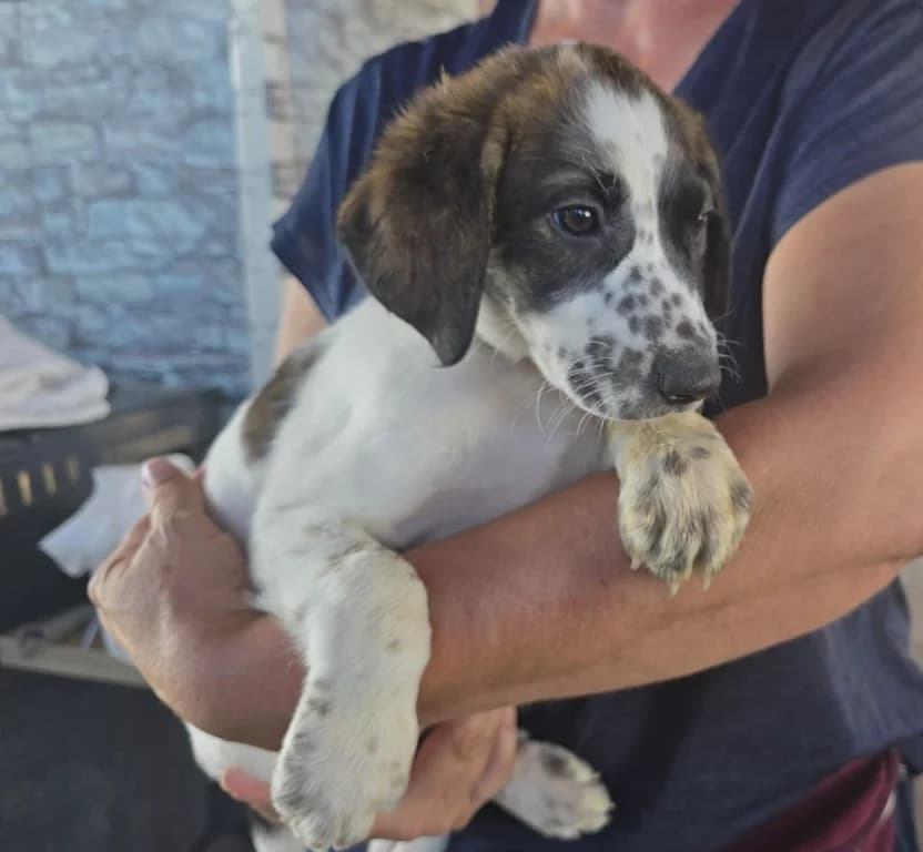 Stefano, male puppy Mixed Breed for adoption at Tierschutzverein Furbys FellFreunde, Bornheim