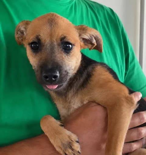 Carola, female puppy Mixed Breed for adoption at Tierschutzverein Furbys FellFreunde, Bornheim