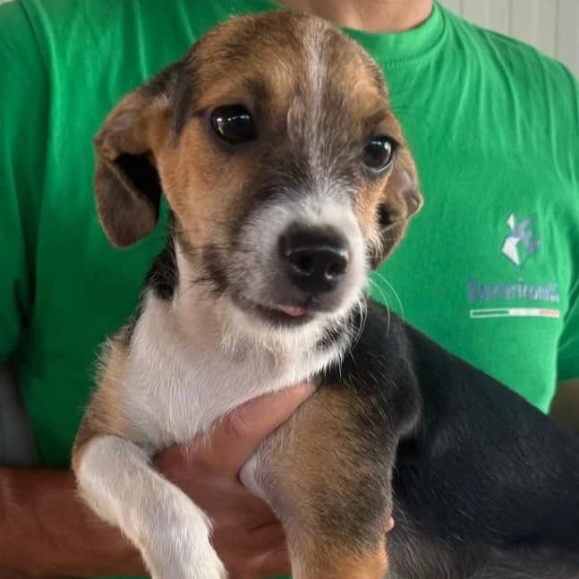 Carmensito, male puppy Mixed Breed for adoption at Tierschutzverein Furbys FellFreunde, Bornheim