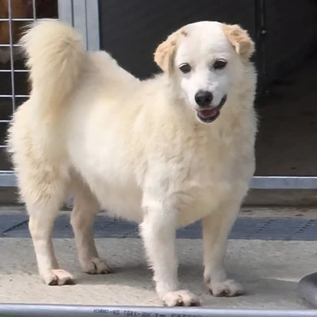 Balma, female senior Mixed Breed for adoption at Tierschutzverein Furbys FellFreunde, Bornheim