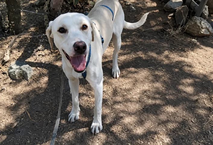 Mirto, male Labrador Retriever for adoption at Tierschutzverein Furbys FellFreunde, Bornheim