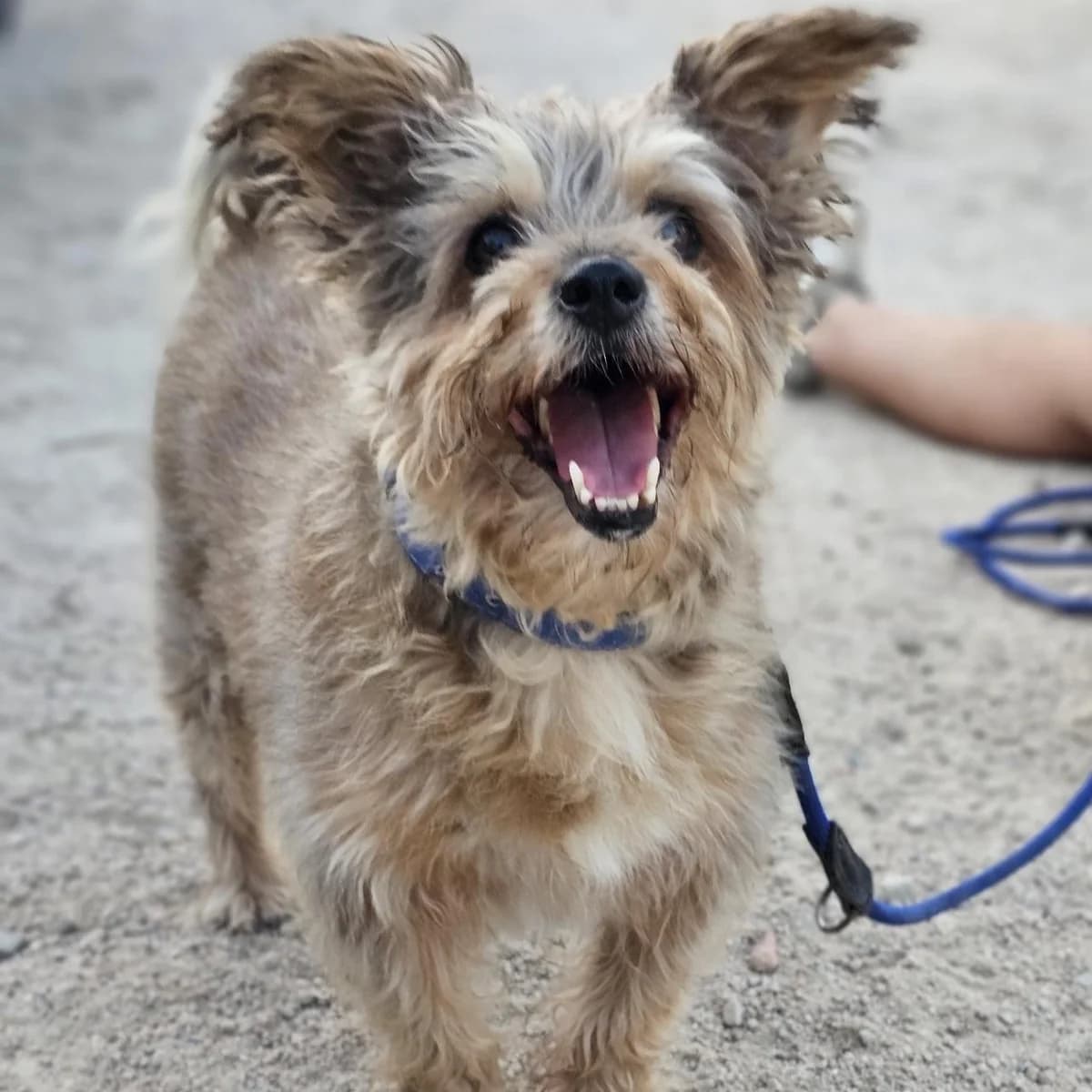 Kiko Piccolo, male senior Yorkshire Terrier for adoption at Tierschutzverein Furbys FellFreunde, Bornheim