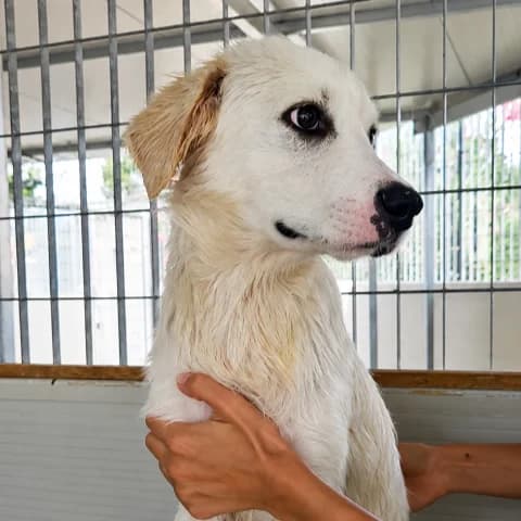 Pallino, male puppy Golden Retriever for adoption at Tierschutzverein Furbys FellFreunde, Bornheim