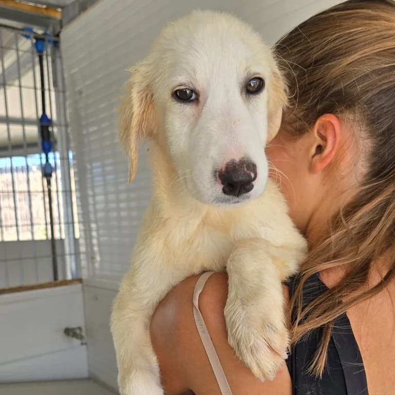Maken, female puppy Labrador Retriever for adoption at Tierschutzverein Furbys FellFreunde, Bornheim