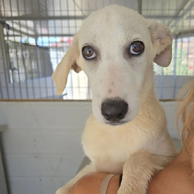 Marta, female puppy Labrador Retriever for adoption at Tierschutzverein Furbys FellFreunde, Bornheim