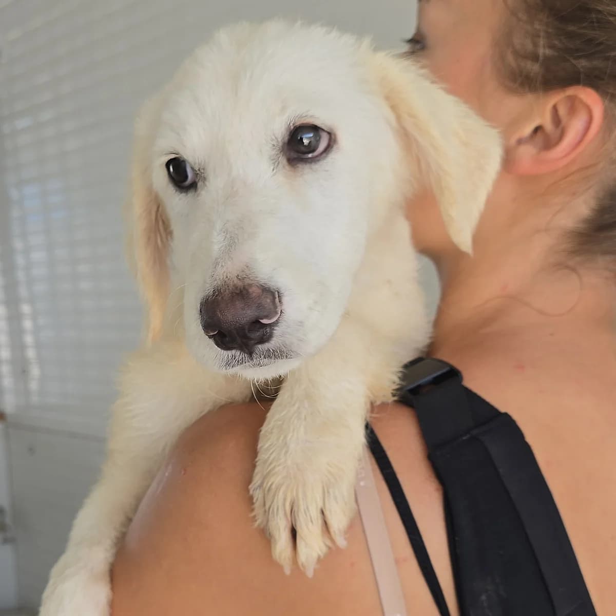 Moira, female puppy Labrador Retriever for adoption at Tierschutzverein Furbys FellFreunde, Bornheim
