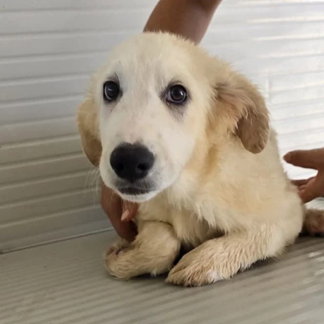 Madour, male puppy Labrador Retriever for adoption at Tierschutzverein Furbys FellFreunde, Bornheim