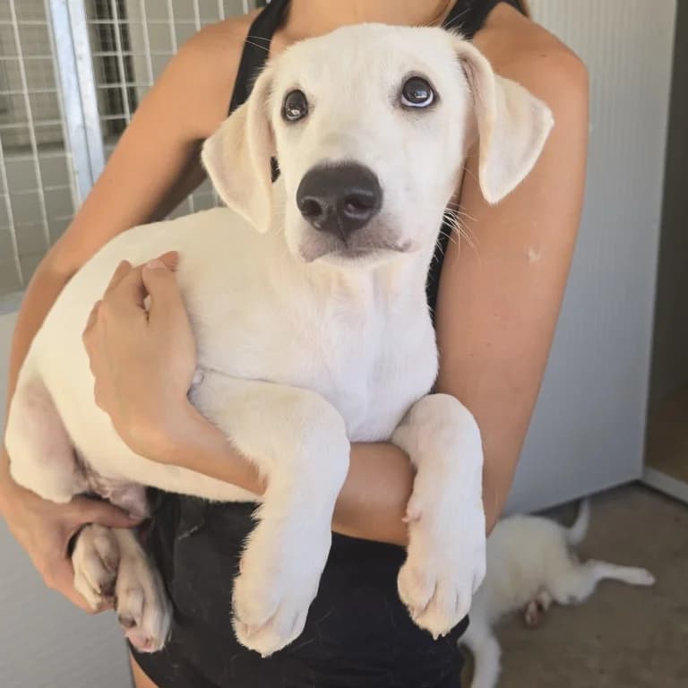 Mats, male puppy Labrador Retriever for adoption at Tierschutzverein Furbys FellFreunde, Bornheim