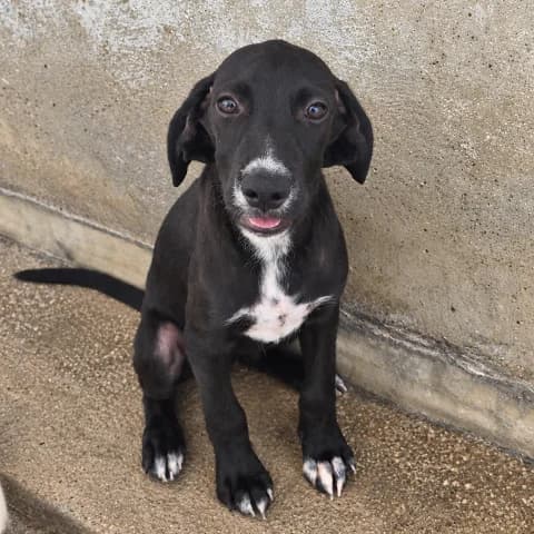 Pirata, male puppy Mixed Breed for adoption at Tierschutzverein Furbys FellFreunde, Bornheim