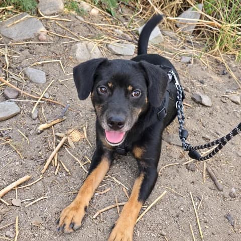 Sabatina, female Rottweiler for adoption at Tierschutzverein Furbys FellFreunde, Bornheim