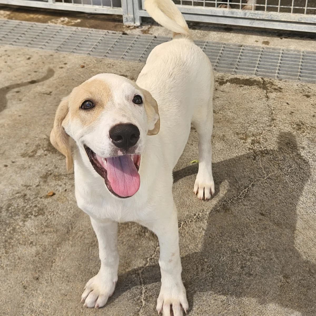 Ratz, cremefarben male puppy Labrador Retriever for adoption at Tierschutzverein Furbys FellFreunde, Bornheim