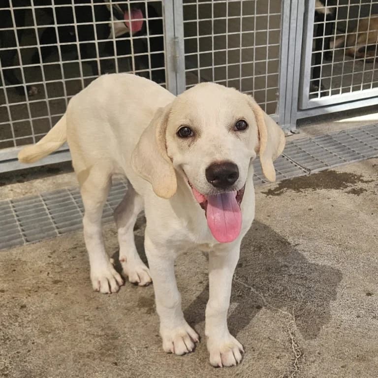 RΓΌbe, cremefarben male puppy Labrador Retriever for adoption at Tierschutzverein Furbys FellFreunde, Bornheim
