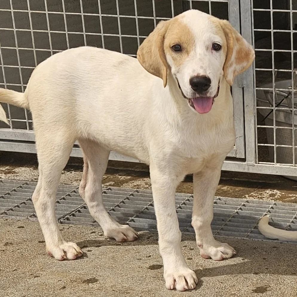 Romy, cremefarben female puppy Labrador Retriever for adoption at Tierschutzverein Furbys FellFreunde, Bornheim
