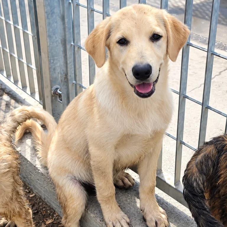 Gianno, male puppy Labrador Retriever for adoption at Tierschutzverein Furbys FellFreunde, Bornheim