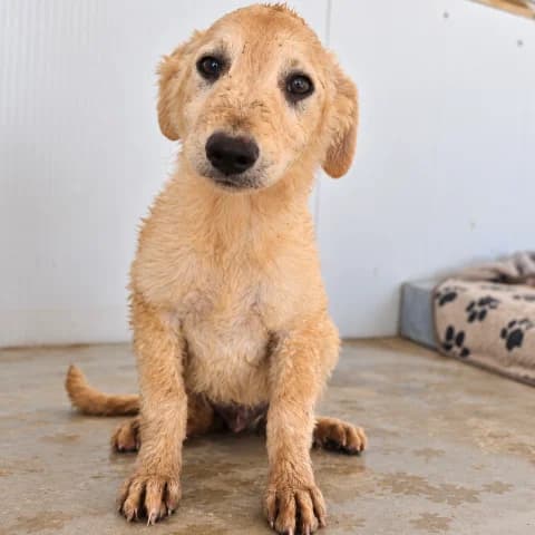 Gino, male puppy Labrador Retriever for adoption at Tierschutzverein Furbys FellFreunde, Bornheim