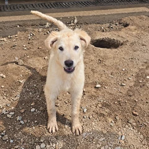 Gianino, male puppy Labrador Retriever for adoption at Tierschutzverein Furbys FellFreunde, Bornheim