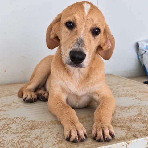 Giacomo, male puppy Labrador Retriever for adoption at Tierschutzverein Furbys FellFreunde, Bornheim