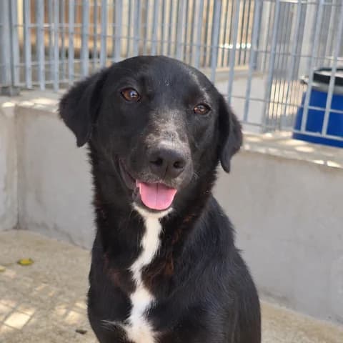 Spiritella, female Mixed Breed for adoption at Tierschutzverein Furbys FellFreunde, Bornheim