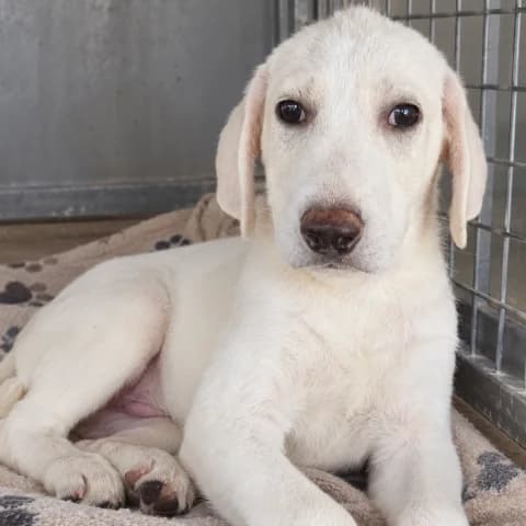 Thomas, puppy Mixed Breed for adoption at Tierschutzverein Furbys FellFreunde, Bornheim