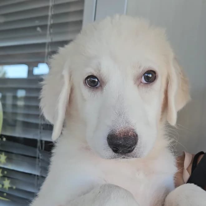 Tonia, female puppy Mixed Breed for adoption at Tierschutzverein Furbys FellFreunde, Bornheim
